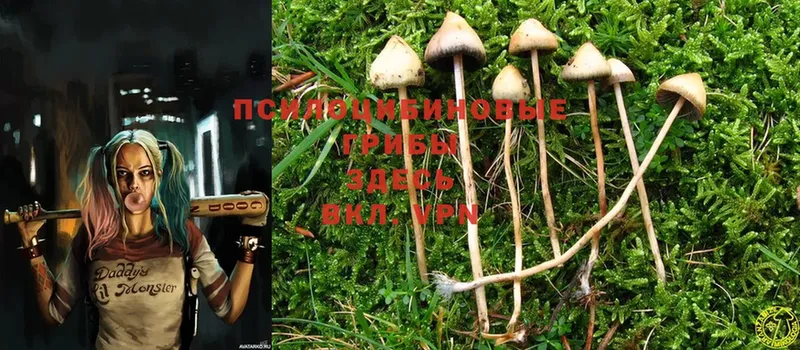 Галлюциногенные грибы Psilocybe  сайты даркнета формула  Бородино 